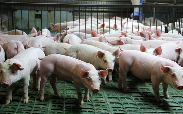 畜牧養殖業氣（qì）體安全解決方案