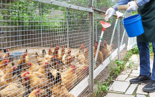 畜牧養（yǎng）殖業氣體安全解決方案（àn）